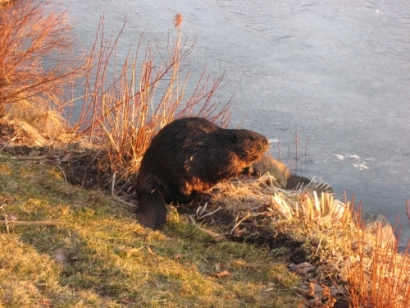 Beavers share Williams Lake