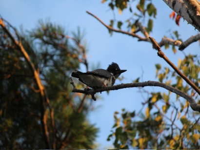 Kingfisher in tree