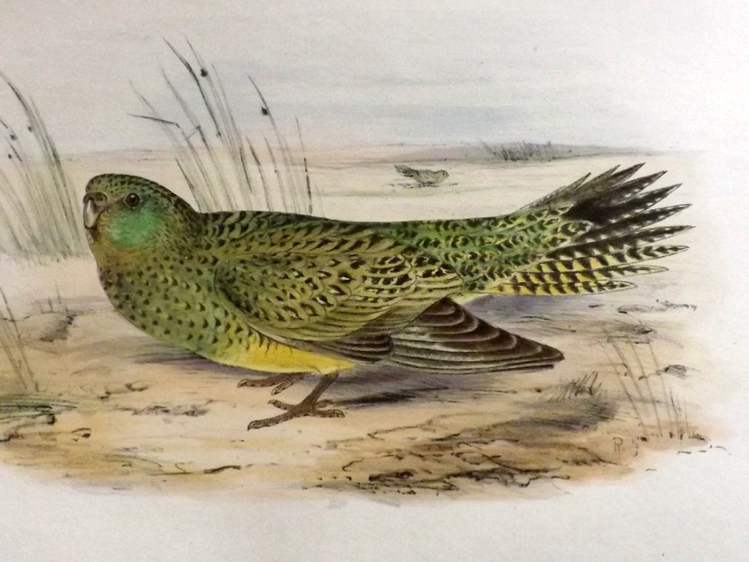 Night Parrot from Sketches From My Wanderings, J. Howe 1817
