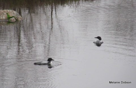 Resident Loons