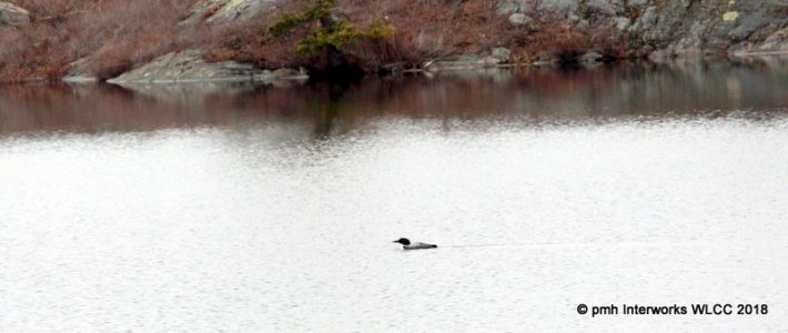 Welcome the First Loon on Williams Lake, 2018