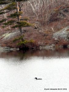 First loon spotted on Williams Lake, April 8 2018