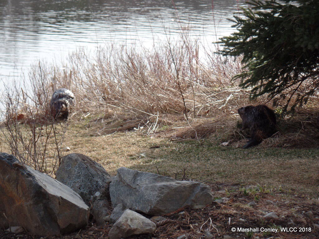 Williams Lake Beavers enjoying a shoreline romp