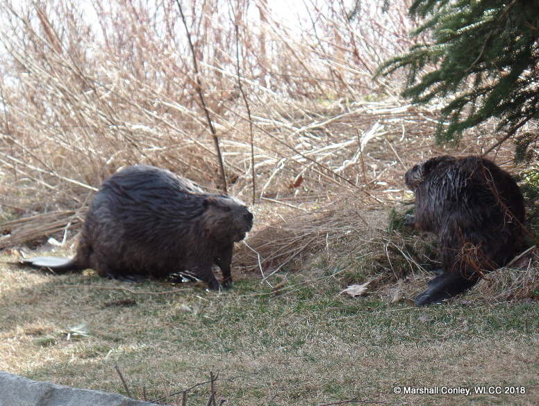 Williams Lake Beavers enjoying protection of new Wilderness Park