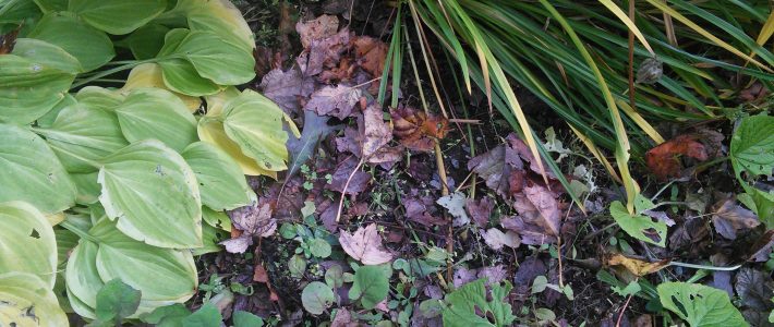 Skip the Raking and Leave the Leaves