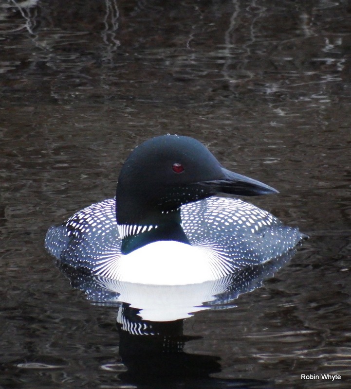 loon closeup