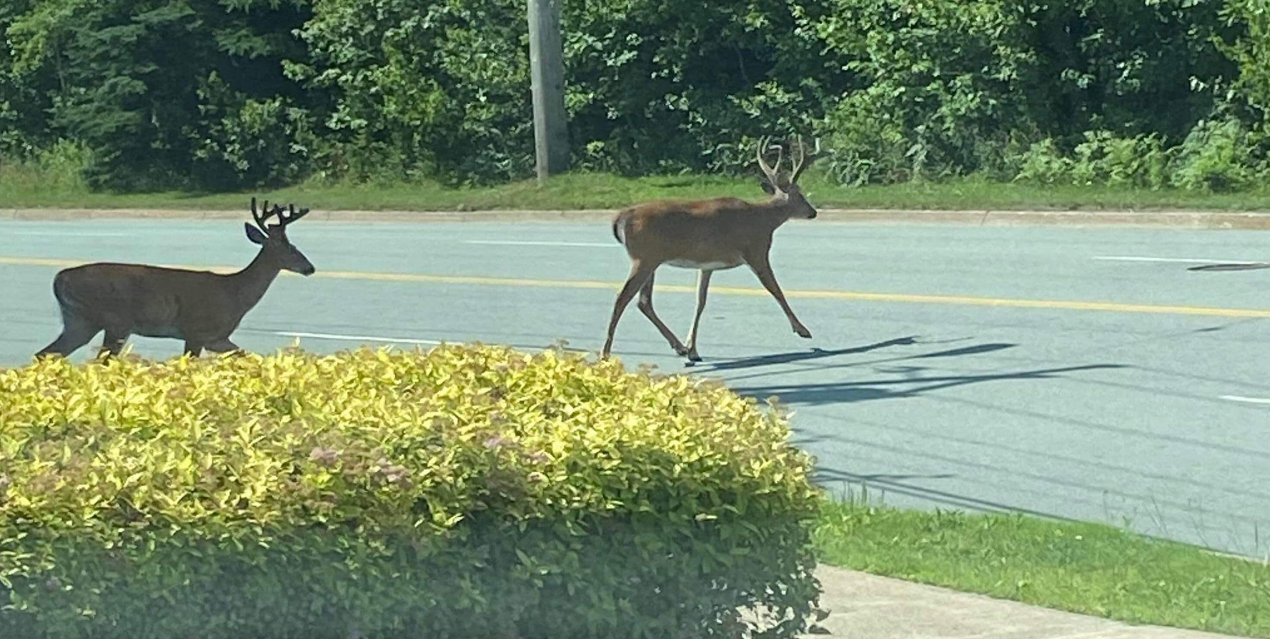 old-sambro-road-dangerous-deer-crossing-williams-lake-conservation