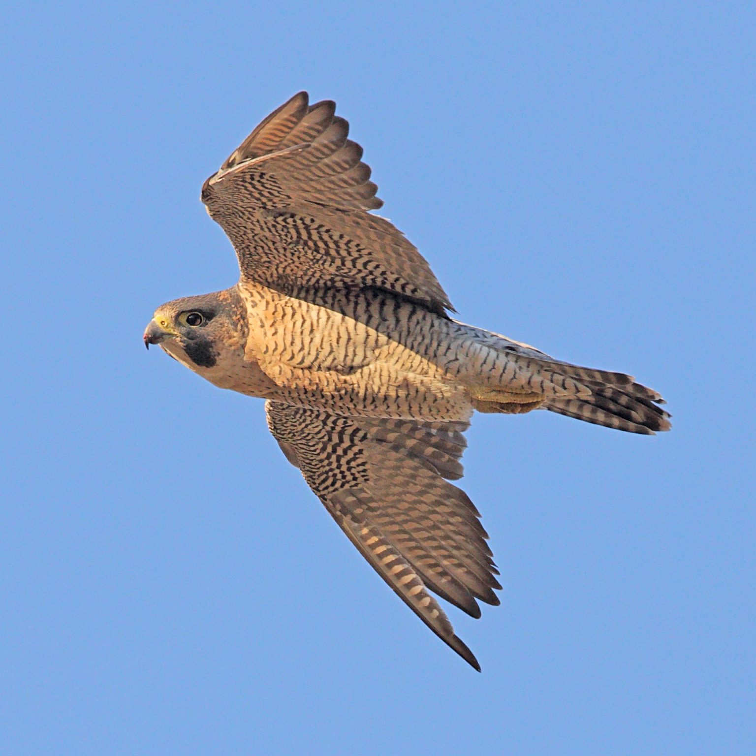 Backlands Spring Migration: Peregrine Falcon - Williams Lake ...