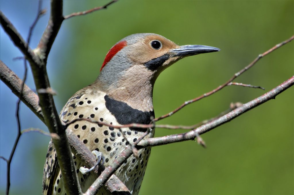 Northern Flicker Woodpecker