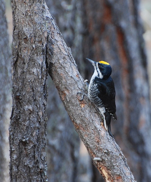 Black-backed Woodpecker