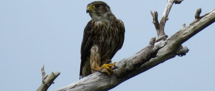 Merlin on branch