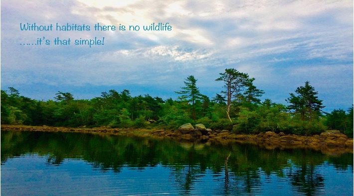 Lake shoreline