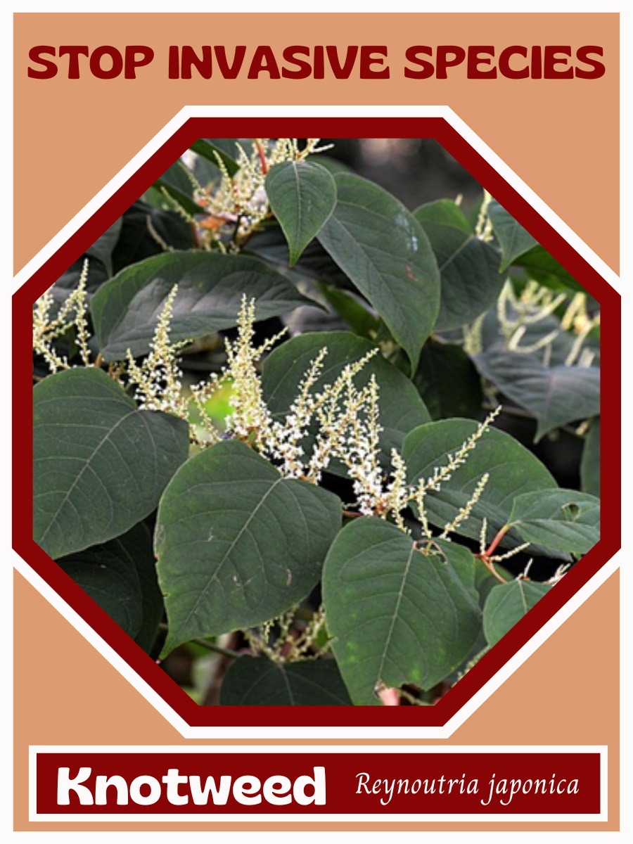 Invasive species factsheets Williams Lake Conservation Company