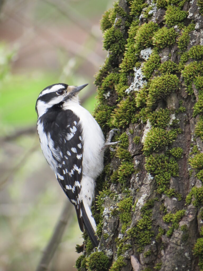 Downy Woodpecker