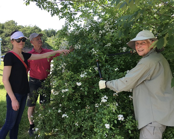 Photo of Melanie Dobson cutting invasive multiflora rose
