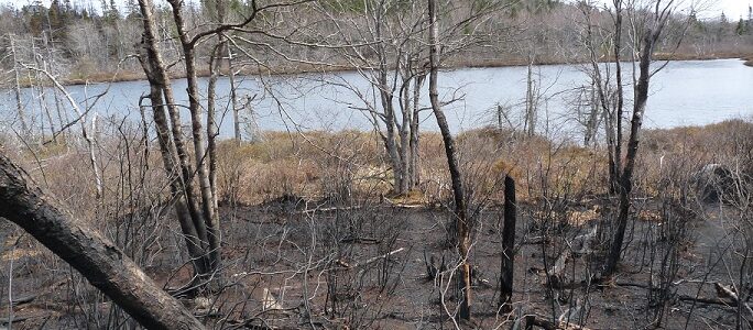 Burned land at edge of wetlands