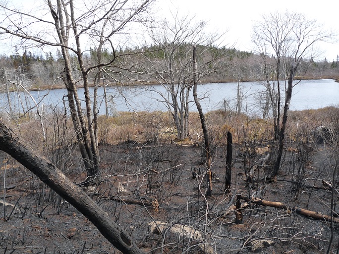 Burned ground at edge of wetlands