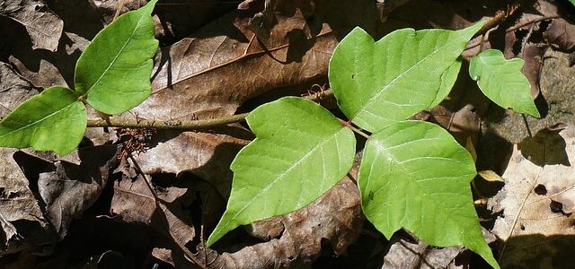 Poison Ivy Warnings at the Dam [video]