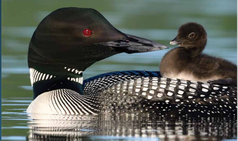 Loon with young on back