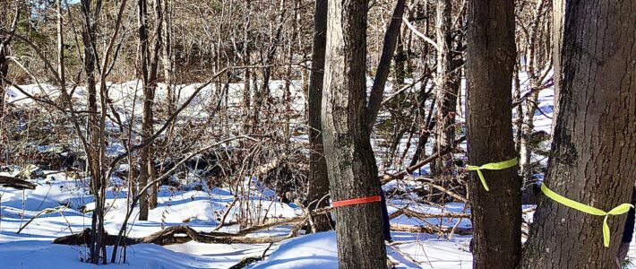 Trees marked with ribbons at the dam