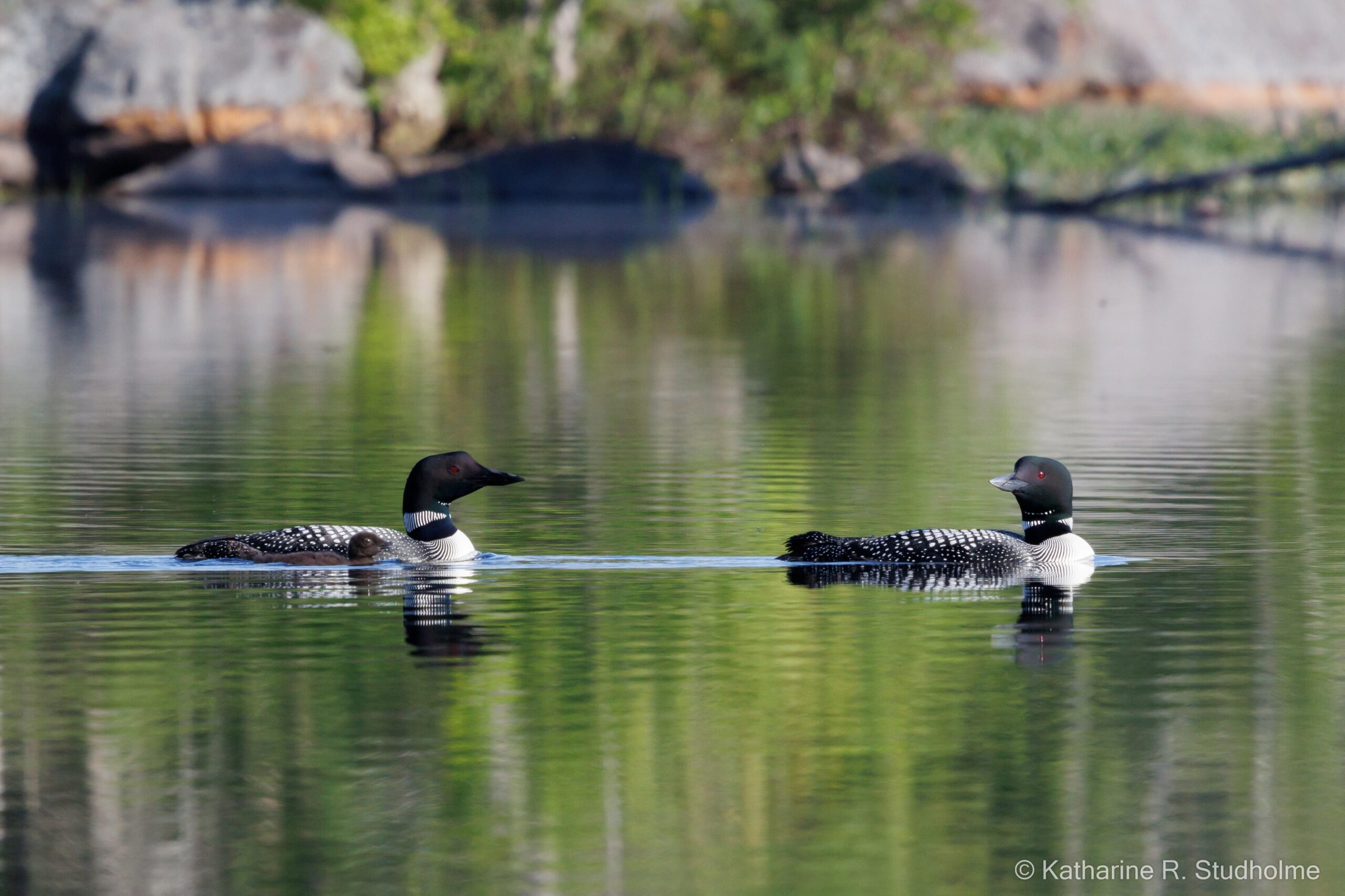 Baby loon at Williams Lake 2025