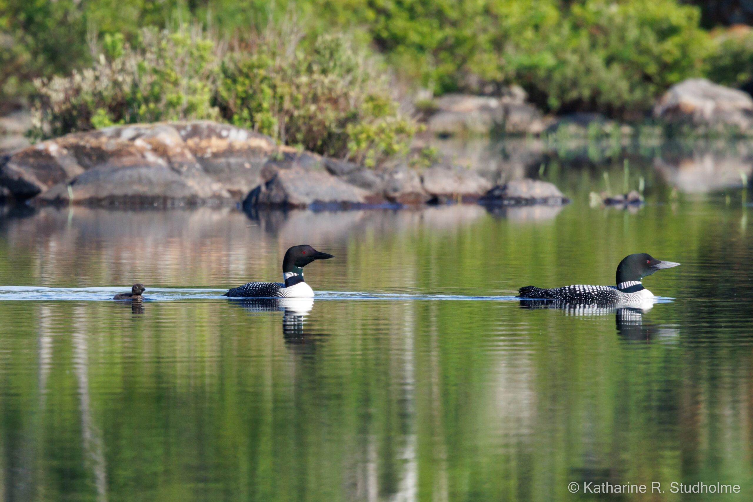 Baby loon at Williams Lake 2025