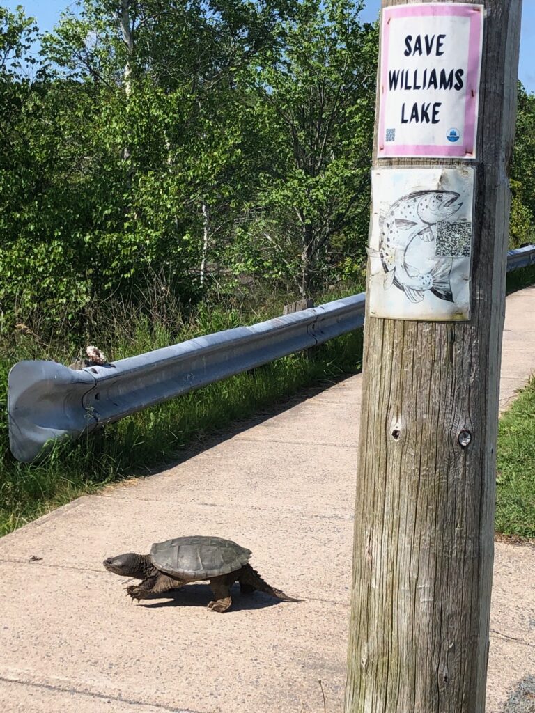 Turtle on the causeway sidewalk