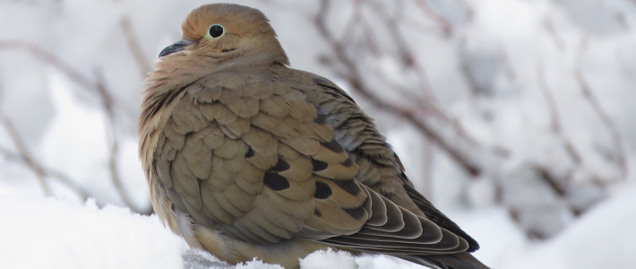 Mourning Dove on snowy branch