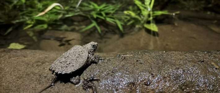 Night of the Snapping Turtles Night of the Snapping Turtles