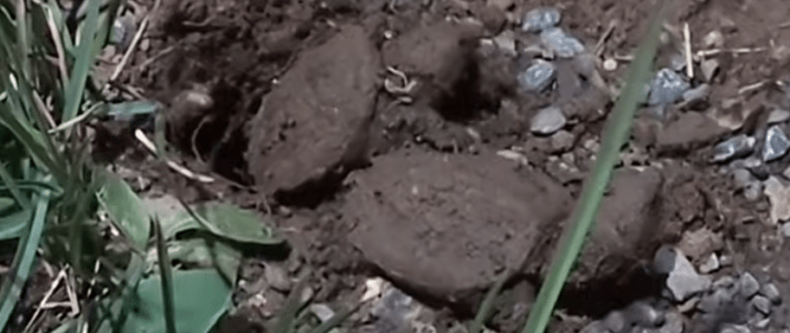 Night of the Snapping Turtles