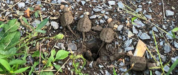 More Hatchings